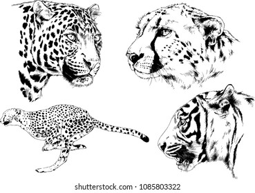 vector drawings sketches different predator , tigers lions cheetahs and leopards are drawn in ink by hand , objects with no background
