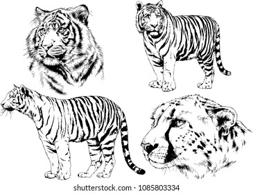 vector drawings sketches different predator , tigers lions cheetahs and leopards are drawn in ink by hand , objects with no background
