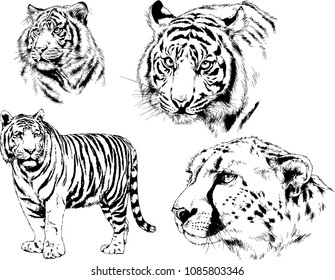 vector drawings sketches different predator , tigers lions cheetahs and leopards are drawn in ink by hand , objects with no background
