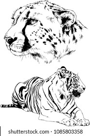 vector drawings sketches different predator , tigers lions cheetahs and leopards are drawn in ink by hand , objects with no background
