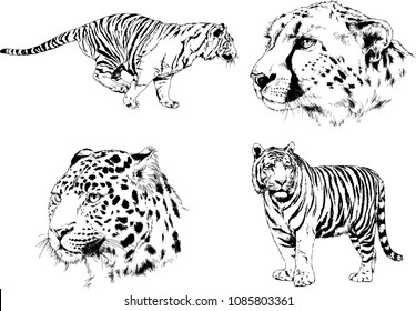 vector drawings sketches different predator , tigers lions cheetahs and leopards are drawn in ink by hand , objects with no background
