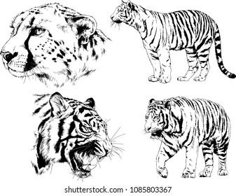 vector drawings sketches different predator , tigers lions cheetahs and leopards are drawn in ink by hand , objects with no background
