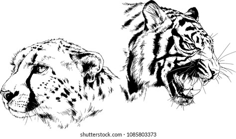 vector drawings sketches different predator , tigers lions cheetahs and leopards are drawn in ink by hand , objects with no background
