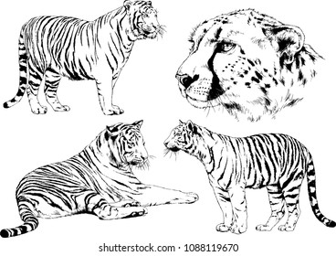 vector drawings sketches different predator , tigers lions cheetahs and leopards are drawn in ink by hand , objects with no background
