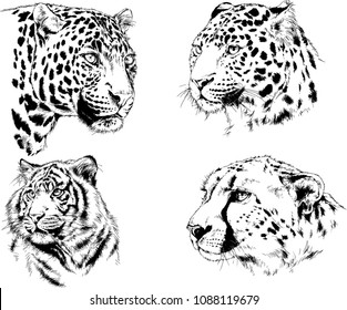 vector drawings sketches different predator , tigers lions cheetahs and leopards are drawn in ink by hand , objects with no background
