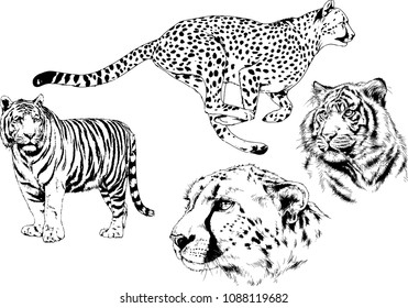 vector drawings sketches different predator , tigers lions cheetahs and leopards are drawn in ink by hand , objects with no background
