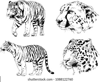 vector drawings sketches different predator , tigers lions cheetahs and leopards are drawn in ink by hand , objects with no background
