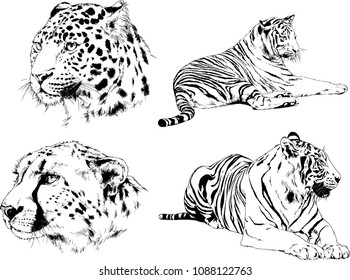 vector drawings sketches different predator , tigers lions cheetahs and leopards are drawn in ink by hand , objects with no background
