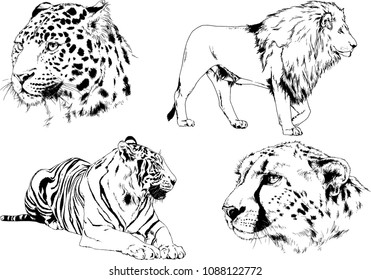 vector drawings sketches different predator , tigers lions cheetahs and leopards are drawn in ink by hand , objects with no background
