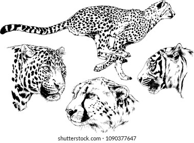 vector drawings sketches different predator , tigers lions cheetahs and leopards are drawn in ink by hand , objects with no background
