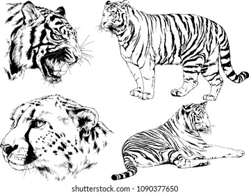 vector drawings sketches different predator , tigers lions cheetahs and leopards are drawn in ink by hand , objects with no background
