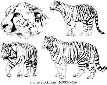 vector drawings sketches different predator , tigers lions cheetahs and leopards are drawn in ink by hand , objects with no background
