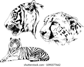 vector drawings sketches different predator , tigers lions cheetahs and leopards are drawn in ink by hand , objects with no background
