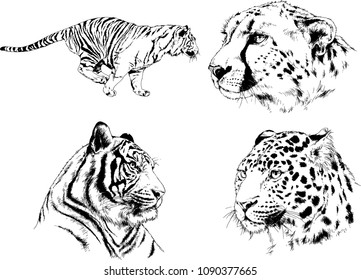 vector drawings sketches different predator , tigers lions cheetahs and leopards are drawn in ink by hand , objects with no background
