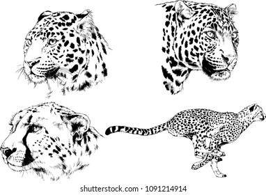 vector drawings sketches different predator , tigers lions cheetahs and leopards are drawn in ink by hand , objects with no background
