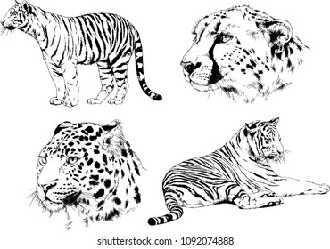 vector drawings sketches different predator , tigers lions cheetahs and leopards are drawn in ink by hand , objects with no background
