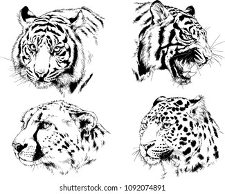 vector drawings sketches different predator , tigers lions cheetahs and leopards are drawn in ink by hand , objects with no background
