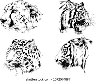 vector drawings sketches different predator , tigers lions cheetahs and leopards are drawn in ink by hand , objects with no background
