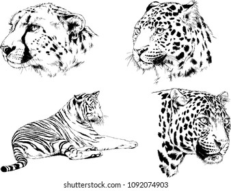 vector drawings sketches different predator , tigers lions cheetahs and leopards are drawn in ink by hand , objects with no background
