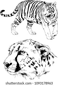 vector drawings sketches different predator , tigers lions cheetahs and leopards are drawn in ink by hand , objects with no background
