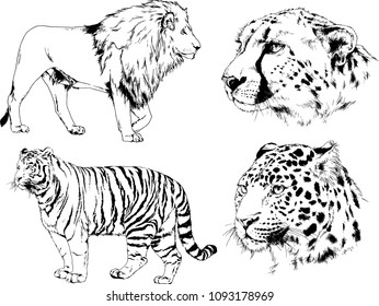 vector drawings sketches different predator , tigers lions cheetahs and leopards are drawn in ink by hand , objects with no background

