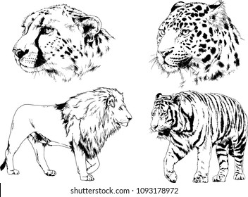 vector drawings sketches different predator , tigers lions cheetahs and leopards are drawn in ink by hand , objects with no background
