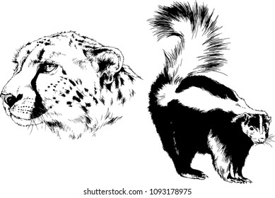 vector drawings sketches different predator , tigers lions cheetahs and leopards are drawn in ink by hand , objects with no background
