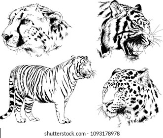 vector drawings sketches different predator , tigers lions cheetahs and leopards are drawn in ink by hand , objects with no background

