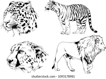 vector drawings sketches different predator , tigers lions cheetahs and leopards are drawn in ink by hand , objects with no background
