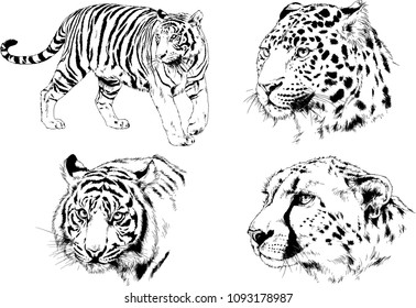 vector drawings sketches different predator , tigers lions cheetahs and leopards are drawn in ink by hand , objects with no background
