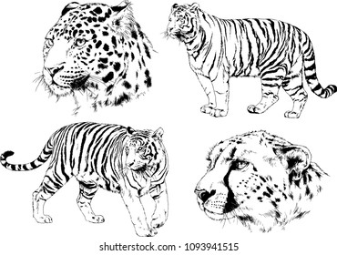 vector drawings sketches different predator , tigers lions cheetahs and leopards are drawn in ink by hand , objects with no background
