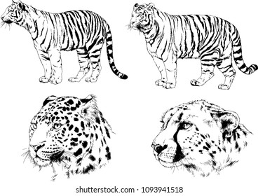 vector drawings sketches different predator , tigers lions cheetahs and leopards are drawn in ink by hand , objects with no background

