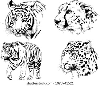 vector drawings sketches different predator , tigers lions cheetahs and leopards are drawn in ink by hand , objects with no background
