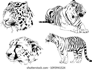 vector drawings sketches different predator , tigers lions cheetahs and leopards are drawn in ink by hand , objects with no background
