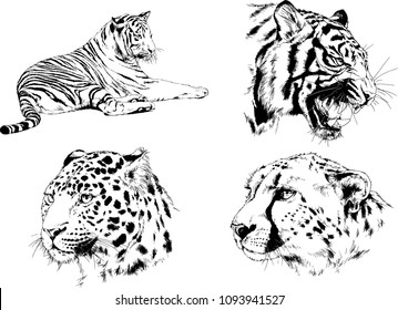 vector drawings sketches different predator , tigers lions cheetahs and leopards are drawn in ink by hand , objects with no background
