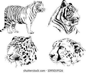 vector drawings sketches different predator , tigers lions cheetahs and leopards are drawn in ink by hand , objects with no background
