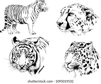 vector drawings sketches different predator , tigers lions cheetahs and leopards are drawn in ink by hand , objects with no background
