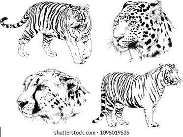 vector drawings sketches different predator , tigers lions cheetahs and leopards are drawn in ink by hand , objects with no background
