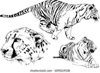 vector drawings sketches different predator , tigers lions cheetahs and leopards are drawn in ink by hand , objects with no background
