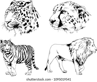 vector drawings sketches different predator , tigers lions cheetahs and leopards are drawn in ink by hand , objects with no background
