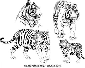 vector drawings sketches different predator , tigers lions cheetahs and leopards are drawn in ink by hand , objects with no background
