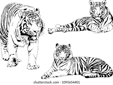 vector drawings sketches different predator , tigers lions cheetahs and leopards are drawn in ink by hand , objects with no background
