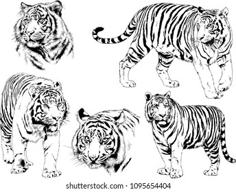 vector drawings sketches different predator , tigers lions cheetahs and leopards are drawn in ink by hand , objects with no background
