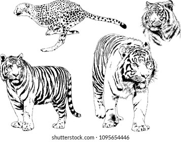 vector drawings sketches different predator , tigers lions cheetahs and leopards are drawn in ink by hand , objects with no background
