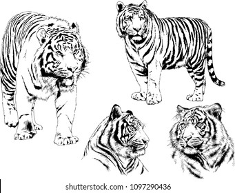 vector drawings sketches different predator , tigers lions cheetahs and leopards are drawn in ink by hand , objects with no background
