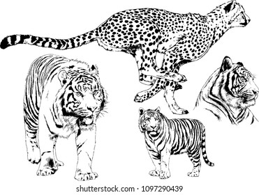 vector drawings sketches different predator , tigers lions cheetahs and leopards are drawn in ink by hand , objects with no background
