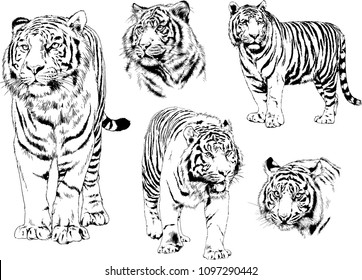 vector drawings sketches different predator , tigers lions cheetahs and leopards are drawn in ink by hand , objects with no background
