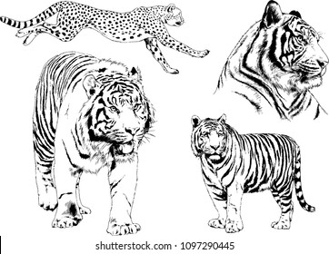 vector drawings sketches different predator , tigers lions cheetahs and leopards are drawn in ink by hand , objects with no background
