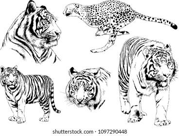 vector drawings sketches different predator , tigers lions cheetahs and leopards are drawn in ink by hand , objects with no background
