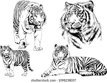 vector drawings sketches different predator , tigers lions cheetahs and leopards are drawn in ink by hand , objects with no background
